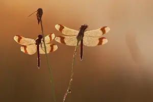 Sympetrum: Banded Darter