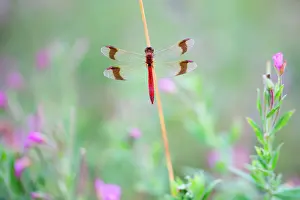 Zeeland: Banded Darter