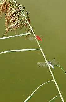 Pedemontanum: Banded Darter Dragonfly - male & female showing