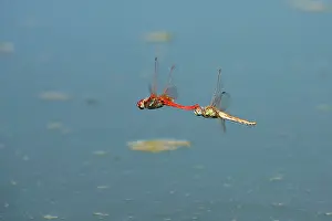 Pedemontanum: Banded Darter Dragonfly - pair mating in a garden