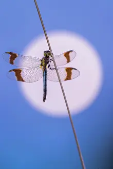 Moonlight: Banded darter (Sympetrum pedemontanum ) on a blade