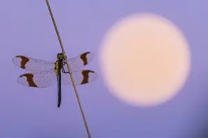 Moonlight: Banded darter (Sympetrum pedemontanum ) on a blade