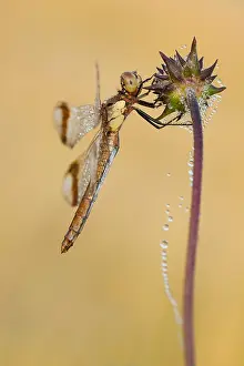 Devil: Banded Darter (Sympetrum pedemontanum) on Devil