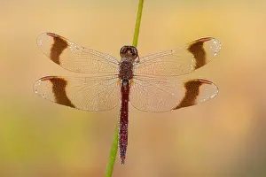 Drying: Banded darter (Sympetrum pedemontanum) waiting