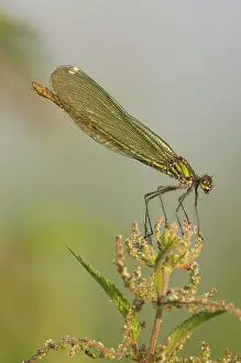 Calopteryx: Banded demoiselle
