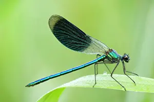 Calopteryx: Banded demoiselle