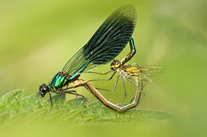 Calopteryx: Banded demoiselle