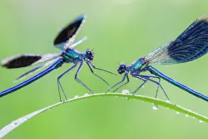 Calopteryx: Banded Demoiselle