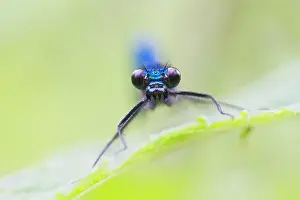 Calopteryx: Banded Demoiselle