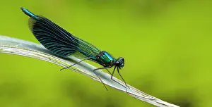 Calopteryx: Banded Demoiselle
