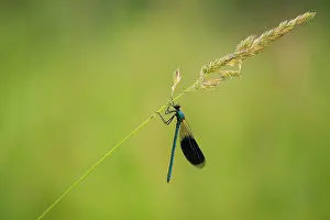 Calopteryx: Banded Demoiselle