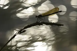 Calopteryx: Banded Demoiselle