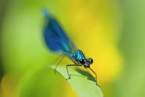 Calopteryx: Banded Demoiselle