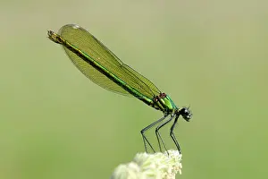 Calopteryx: Banded Demoiselle