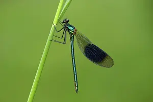 Damselfly: Banded Demoiselle (Calopteryx splendens)