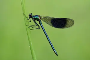 Damselfly: Banded Demoiselle (Calopteryx splendens)