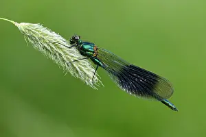 Damselfly: Banded Demoiselle (Calopteryx splendens)