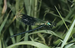 Banded: Banded demoiselle (Calopteryx splendens)