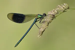Calopteryx: Banded Demoiselle (Calopteryx splendens) early