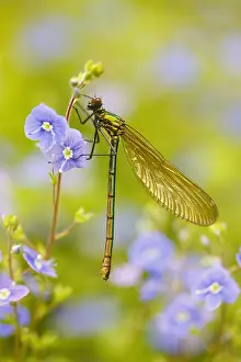 Calopteryx: Banded demoiselle (Calopteryx splendens) -female-