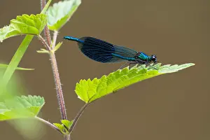Calopteryx: Banded demoiselle (calopteryx splendens), male