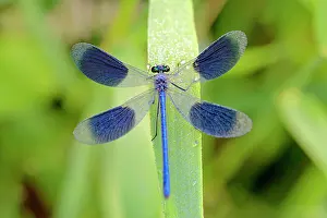 Calopteryx: Banded demoiselle (Calopteryx splendens), male with