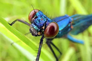 Damselfly: Banded demoiselle (Calopteryx splendens), male