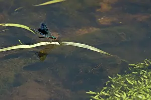 Calopteryx: Banded Demoiselle damselfly (Calopteryx splendens)