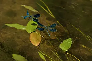 Calopteryx: Banded Demoiselle damselfly (Calopteryx splendens)