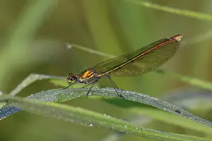 Calopteryx: Banded Demoiselle Damselfly - female resting on grass