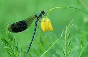 Calopteryx: Banded Demoiselle DAMSELFLY - Male covered with dew