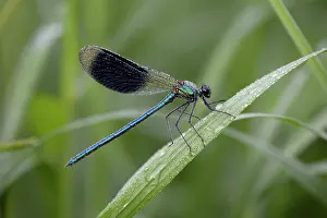 Calopteryx: Banded Demoiselle Damselfly - male covered with dew