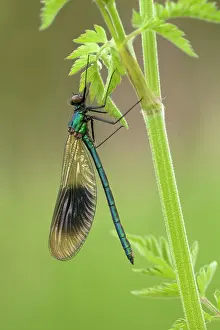 Calopteryx: Banded Demoiselle - damselfly resting on vegetation