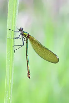 Calopteryx: Banded Demoiselle Damselfly - resting on yellow iris leaf