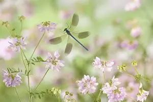 Calopteryx: Banded demoiselle flying in flowers France