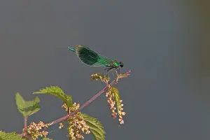 Calopteryx: Banded Demoiselle - male