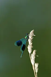 Calopteryx: Banded Demoiselle - male