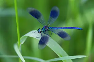 Damselfly: Banded Demoiselle, male insect resting on grass