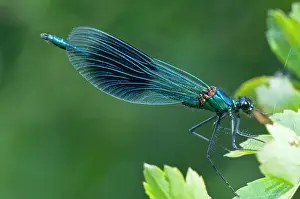 Hawthorne: The Banded Demoiselle - male resting on hawthorne leaves
