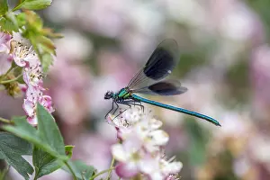 Demoiselle: Banded Demoiselle - Male - Surrey - UK
