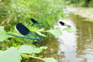 Calopteryx: Banded Demoiselle - males in their habitat