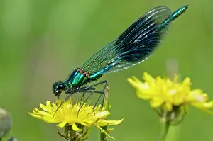 Agrion: The Banded Demoiselle - resting on yellow flower