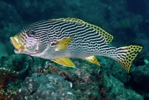 Sweetlips: Banded / Diagonal-banded Sweetlips - yawning