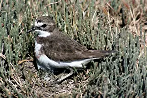 Dotterel: Banded Dotterel / Double-banded Plover - female