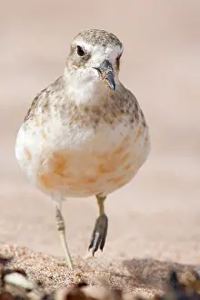 Dotterel: Banded Dotterel or Mountain Plover - front portait
