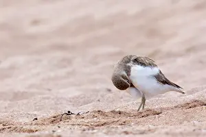 Dotterel: Banded Dotterel or Mountain Plover - on sandy beach