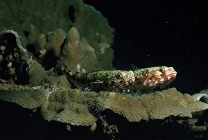 Gobys: Banded / Dragon Goby