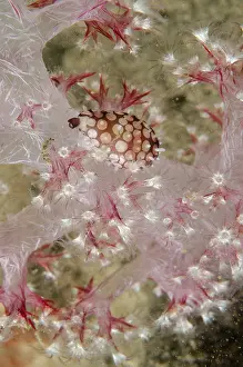 Glomerate: Banded Egg Cowrie - on soft Glomerate Tree Coral