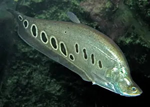 Knife: Banded Featherback / Ghost Knife Fish