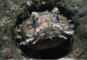 Ugly: BANDED FROGFISH - close up of head